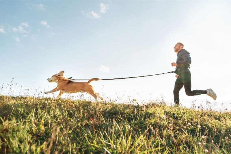 Dog & Jog